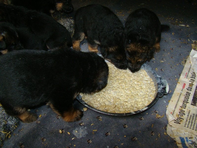 chiots